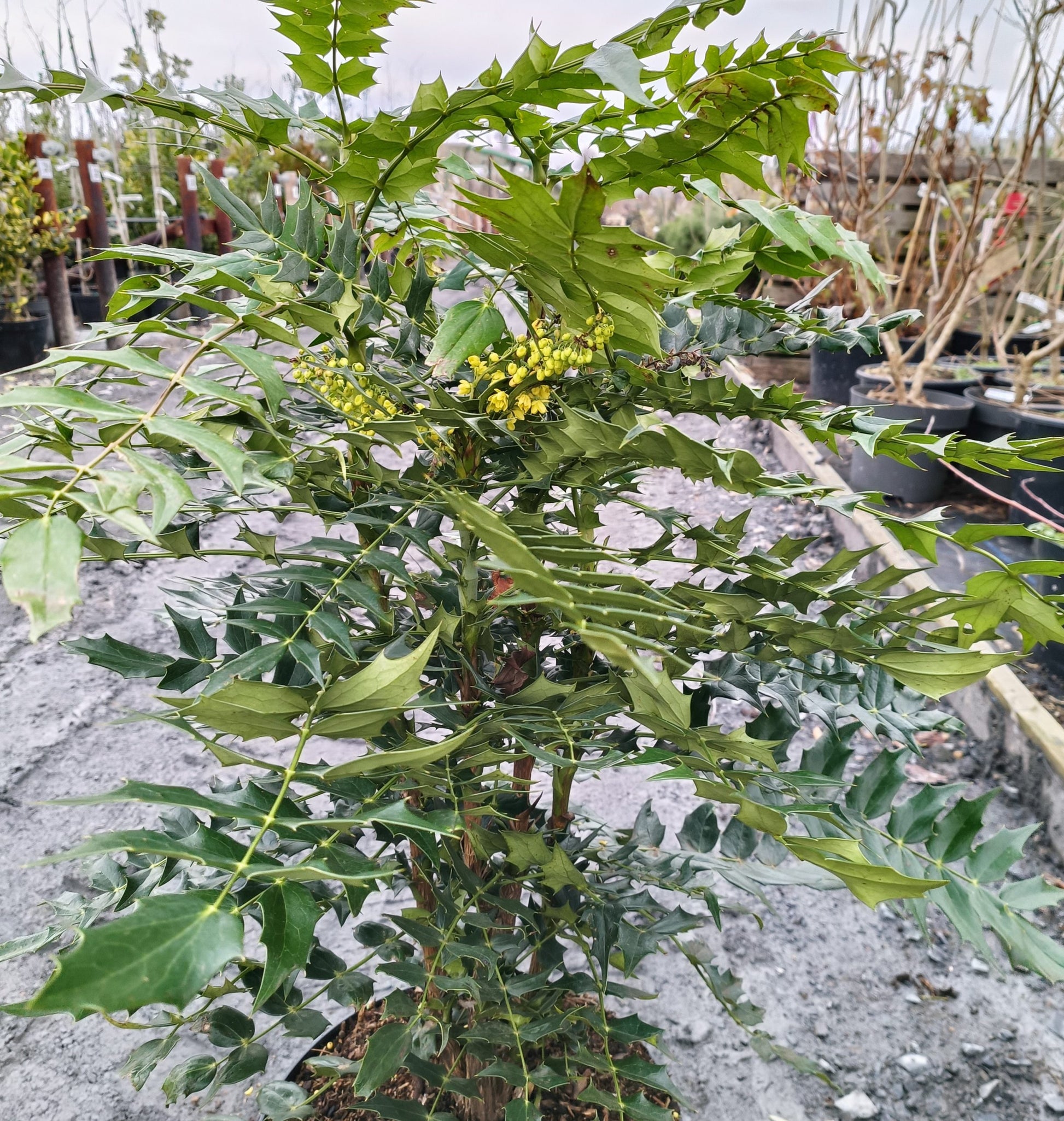 Mahonia x media 'Charity' -10L pot- 60-70cm image 0
