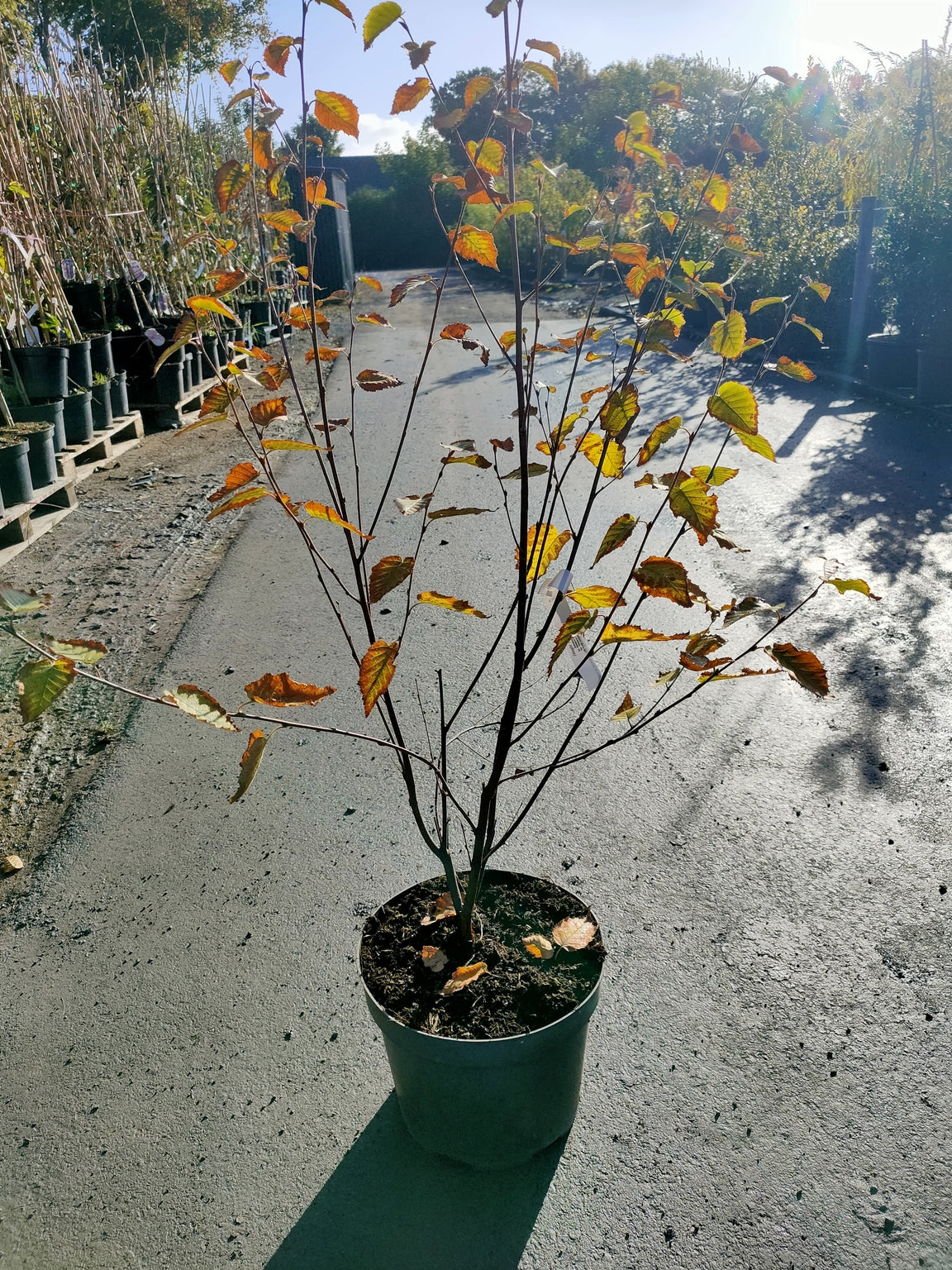 Betula albosinensis 'Fascination' ( Cultivar of Chinese Red Birch) -12L pot-175-200CM image 0