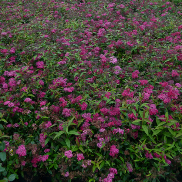 Spiraea 'Anthony Waterer' - 2L Pot - 30cm+ image 0