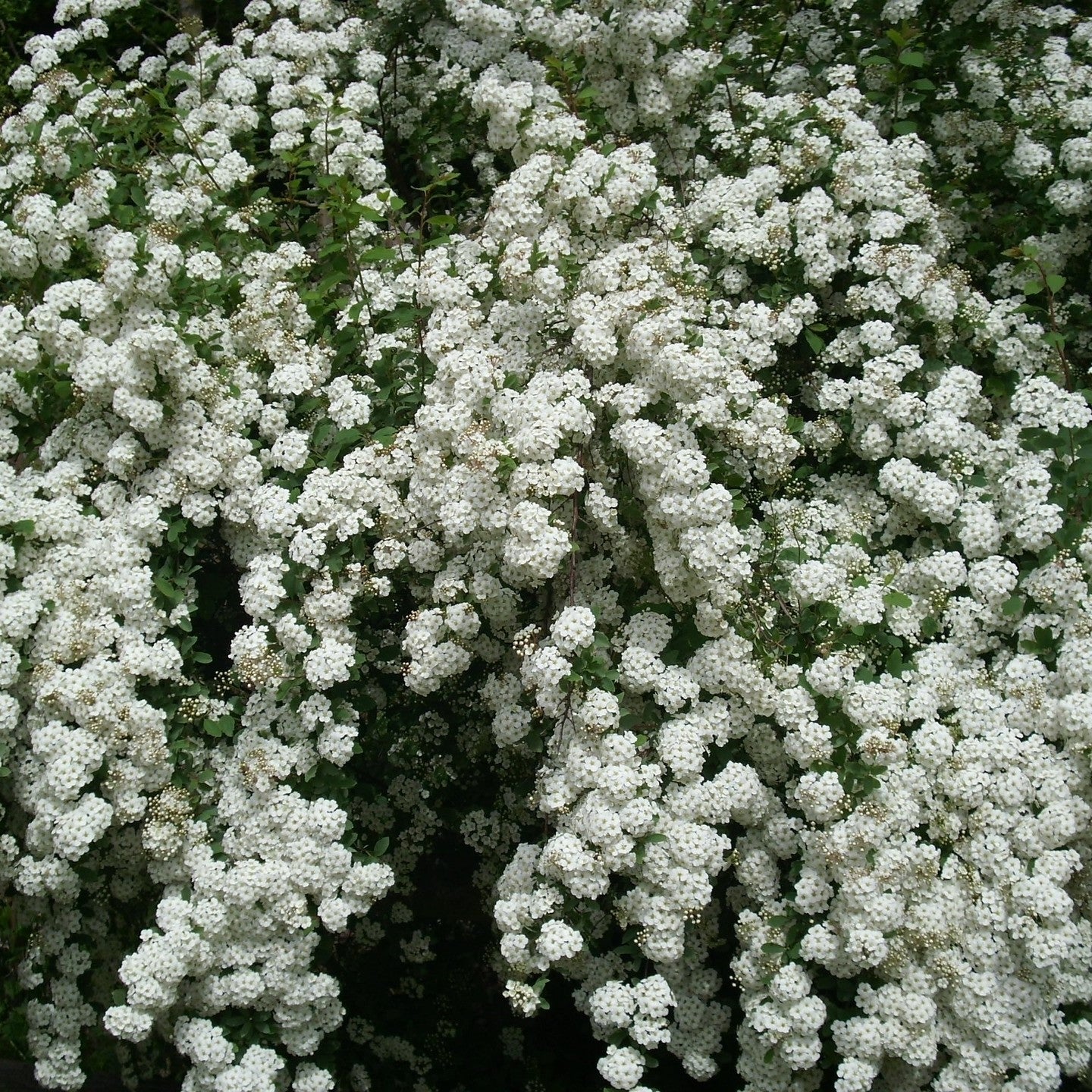 Spiraea nipponica 'Snowmound'- 2L pot image 0