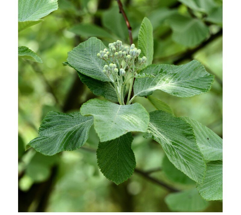Sorbus aria 'Lutescens' (Whitebeam) -120-150cm-10L pot image 0