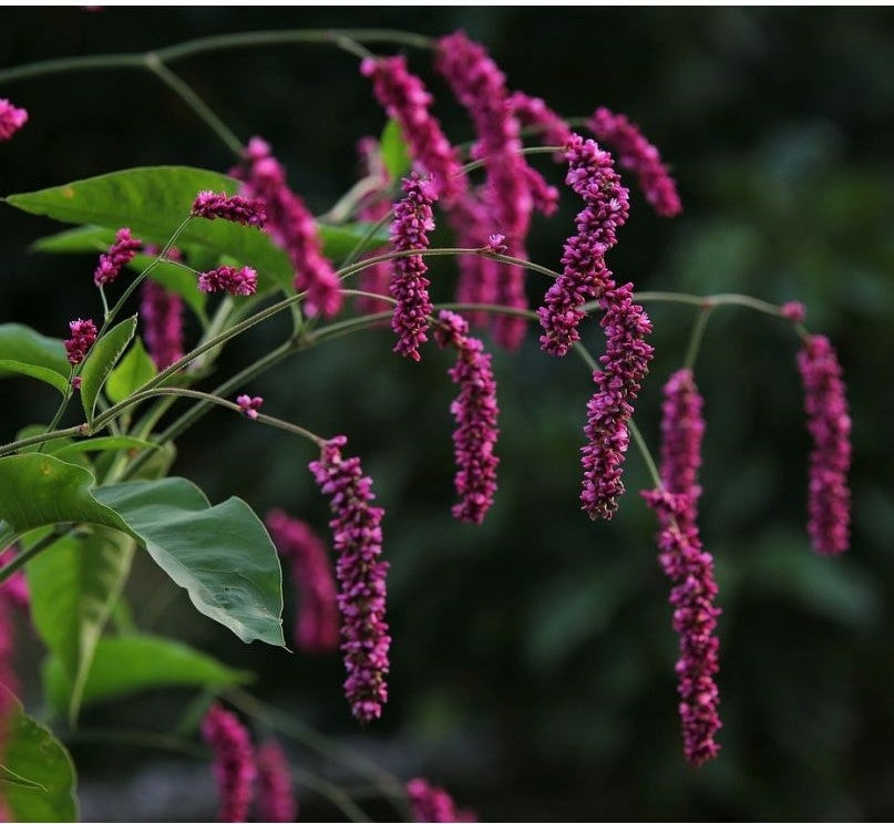 Persicaria amplexicaulis -2L pot. image 0