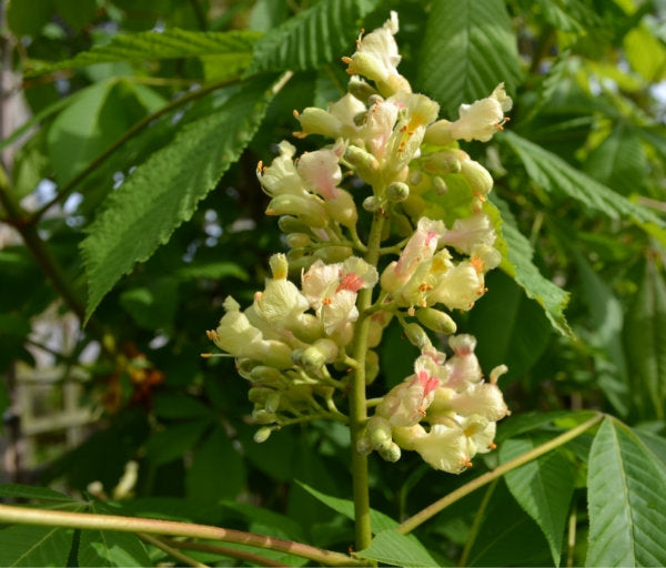 Aesculus parviflora 10L pot image 0