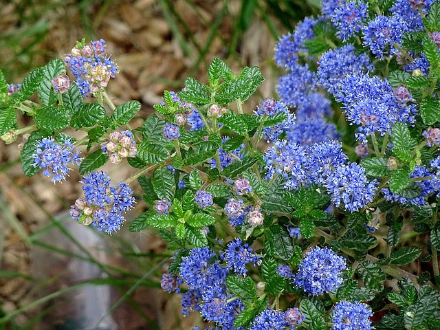 Ceanothus 'Yankee point' - 2L Pot image 0