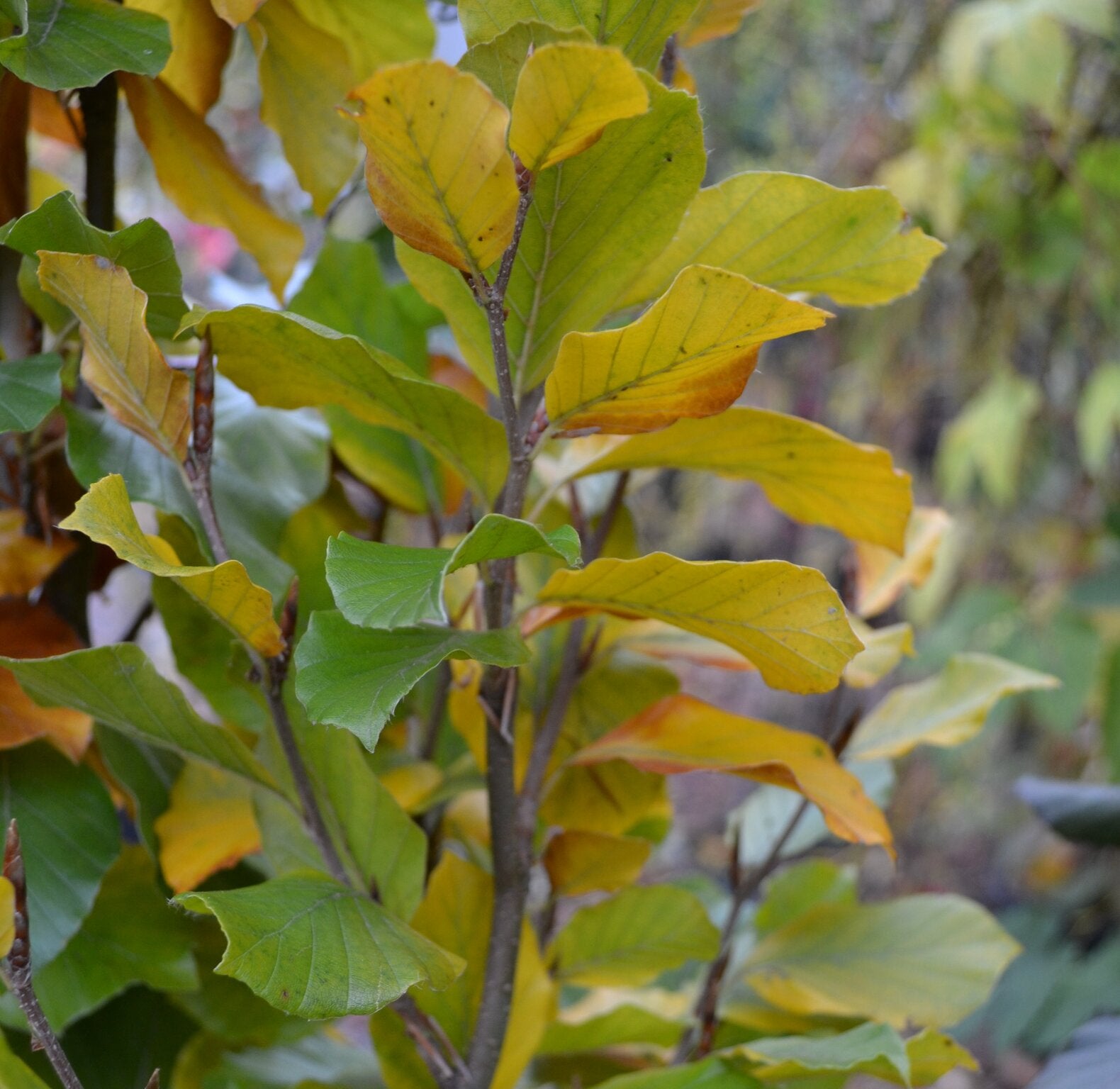 Fagus sylvatica 'Dawyck Gold' -10L image 0