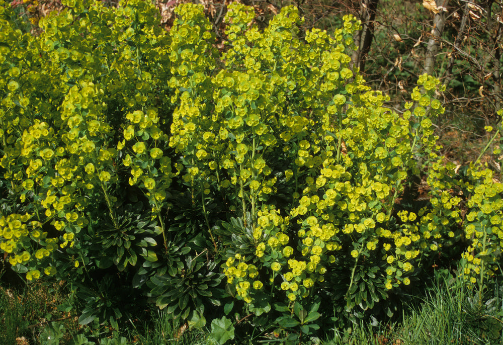 Euphorbia amygdaloides var robbiae (Wood Spurge) - 2L - Pot image 0