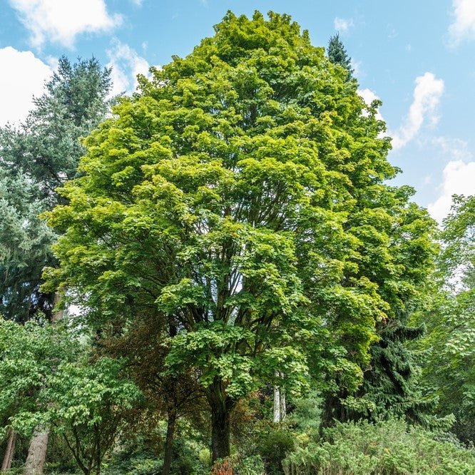 Acer platanoides 10L pot image 0