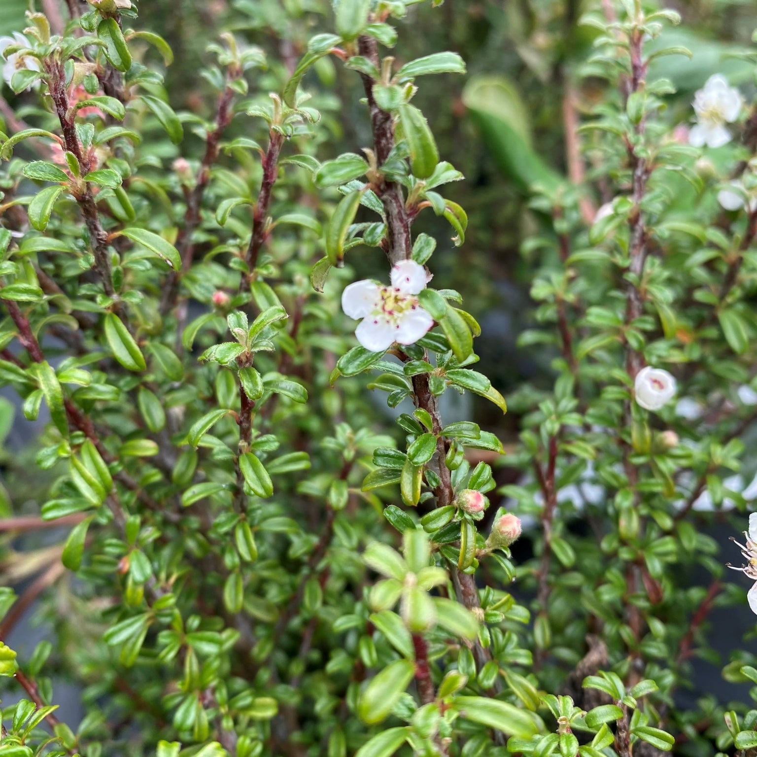 Cotoneaster microphyllus - 2L Pot image 0
