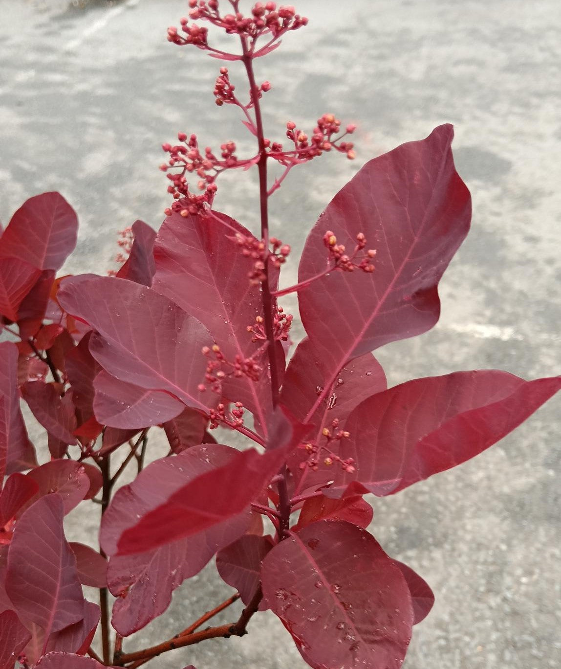 Cotinus 'Grace' (Smoke Tree Grace) -12L pot image 0