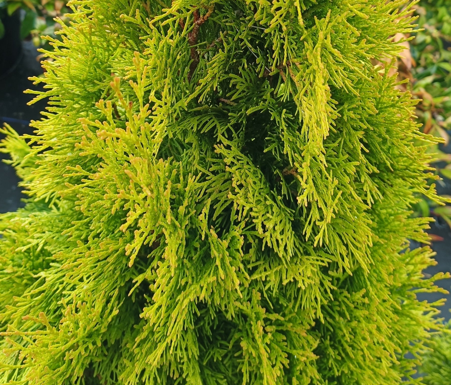 Thuja occidentalis 'Golden Smaragd'-10L pot image 0