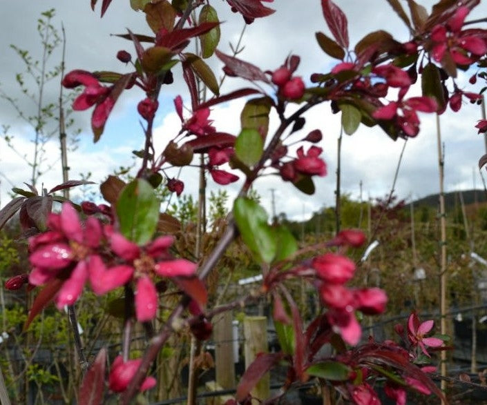 Malus 'Profusion' 10L pot image 0