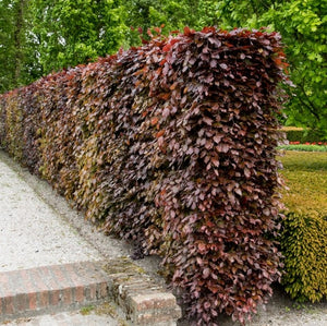 Fagus sylvatica 'Purpurea' (Copper/Purple Beech) - Bareroot image 0