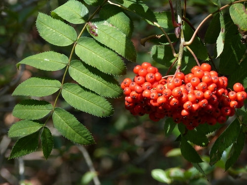 Sorbus sargentiana (Sargent's Rowan)10L pot image 0
