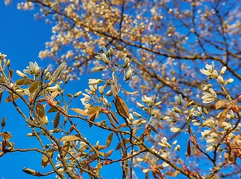 Amelanchier lamarkii  Multistemmed- 100-125 cm -12L pot image 0