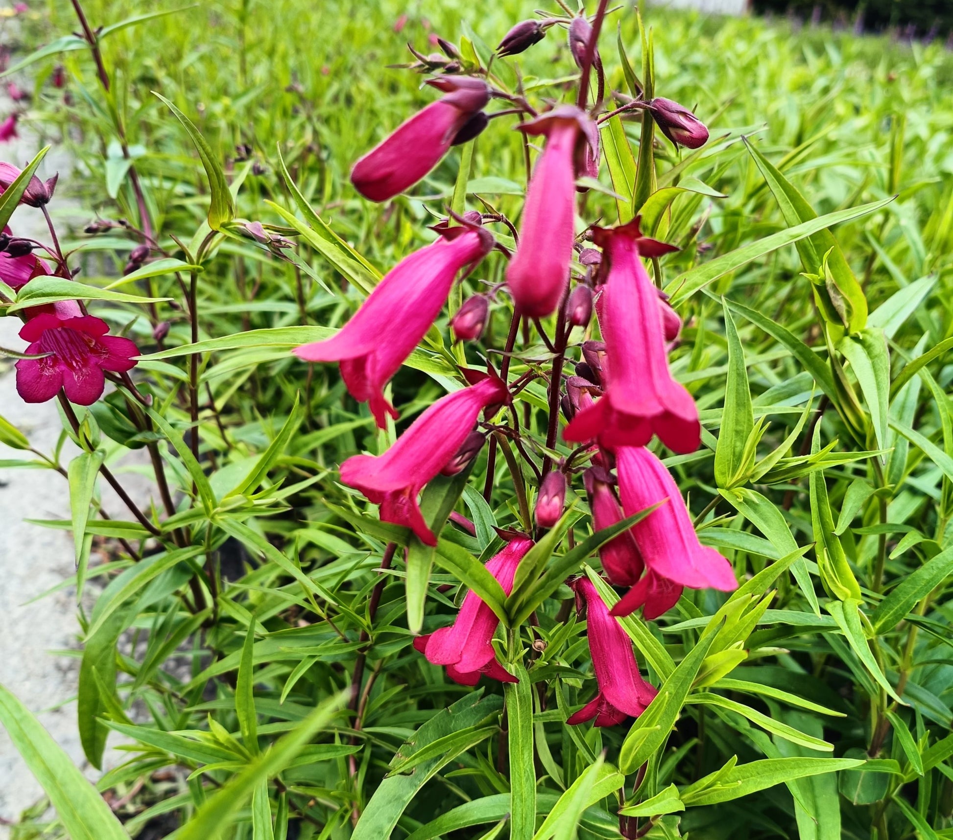 Penstemon 'Garnet' -2L pot image 0