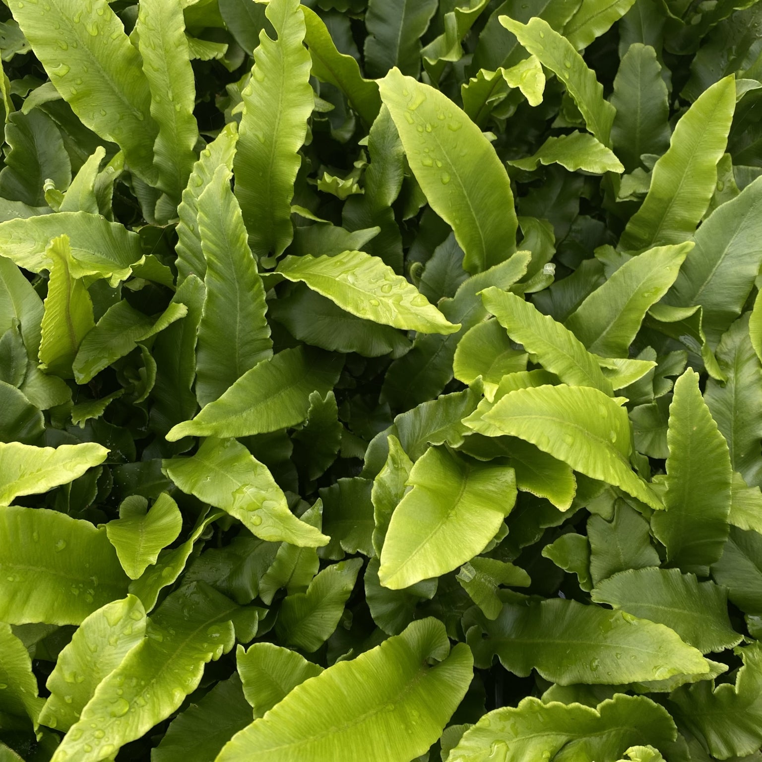Asplenium scolopedrium (Hart's Tongue Fern) - 2L - Pot image 0