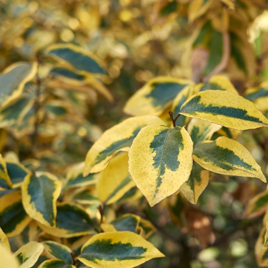 Elaeagnus x ebbingei 'Limelight' - Potted image 0