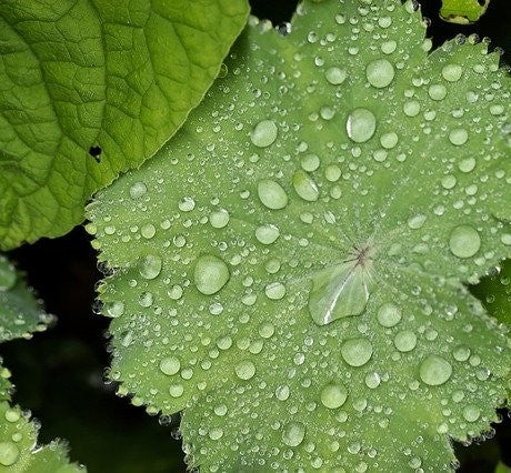 Alchemilla mollis (Garden Lady's Mantle) -2L pot image 0
