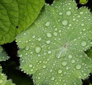 Alchemilla mollis (Garden Lady's Mantle) -2L pot image 0