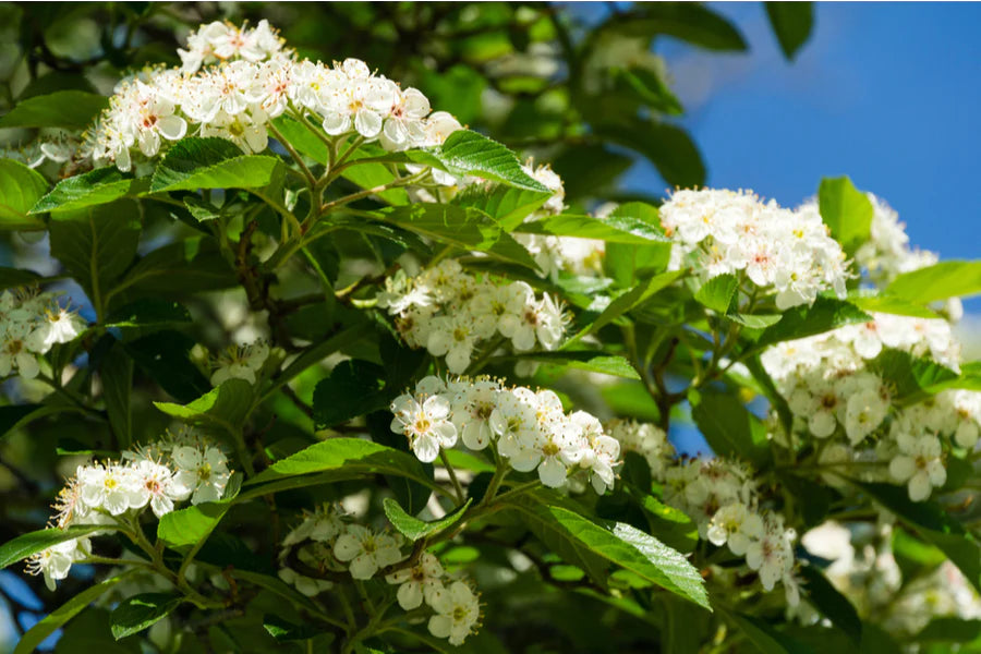 Crataegus persimilis 'Splendens' 10L pot image 0