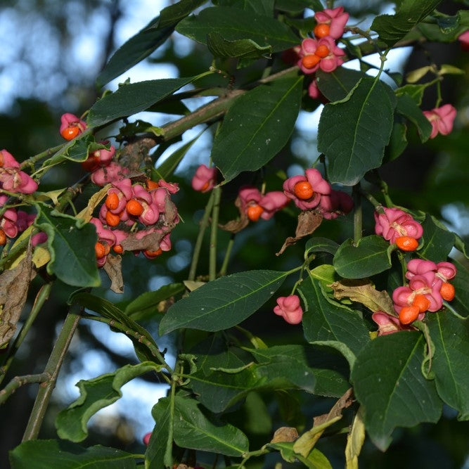 Euonymus europaeus (Spindle) - Bareroot image 0