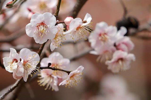 Prunus domestica 'Victoria' (Victoria Plum tree) -10L pot image 1