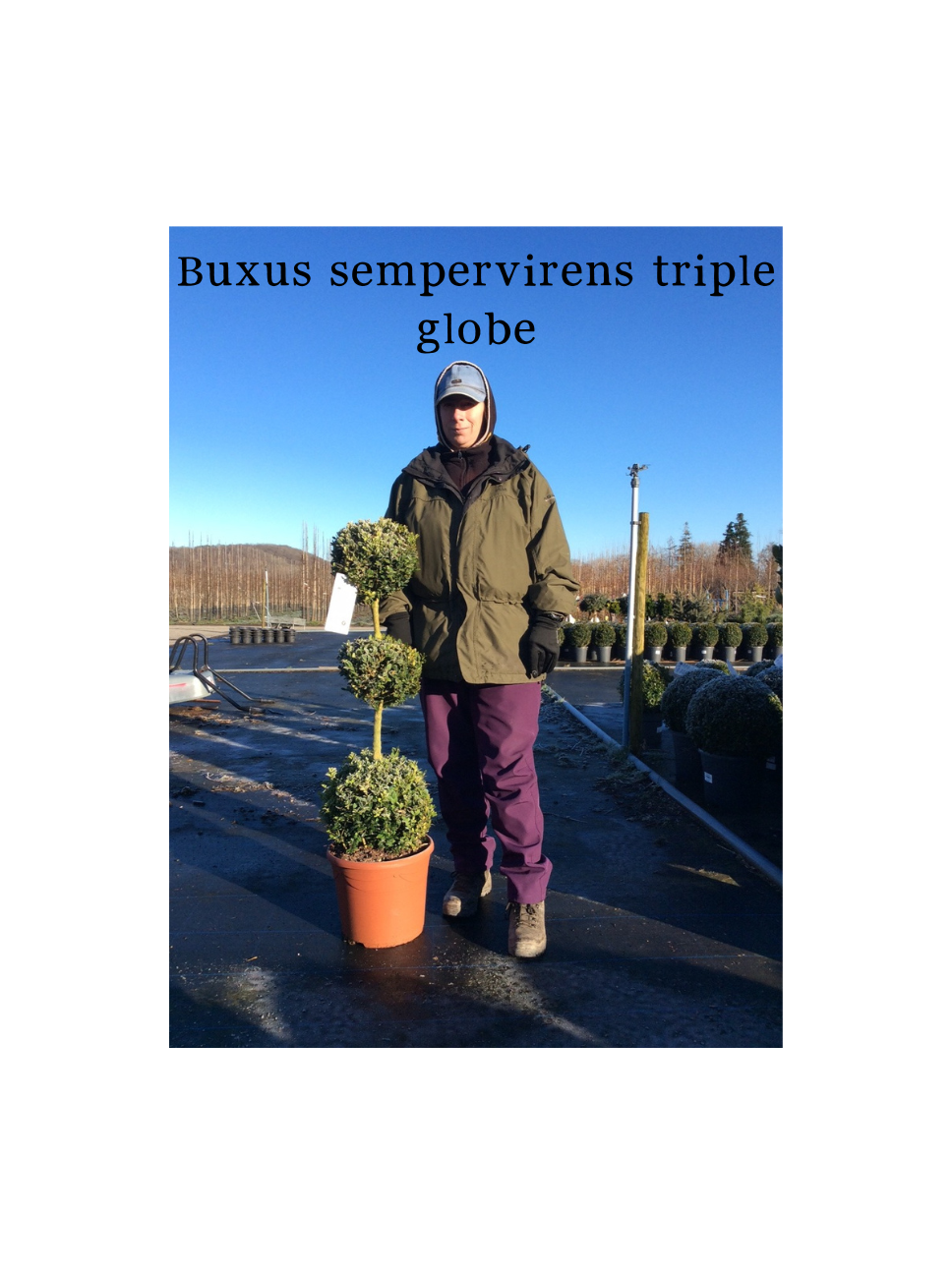 Buxus semperviens -Triple Globe- 10L Pot image 1