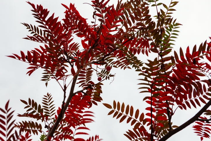 Sorbus vilmorinii (Vilmorin's Rowan)- 10L pot image 0
