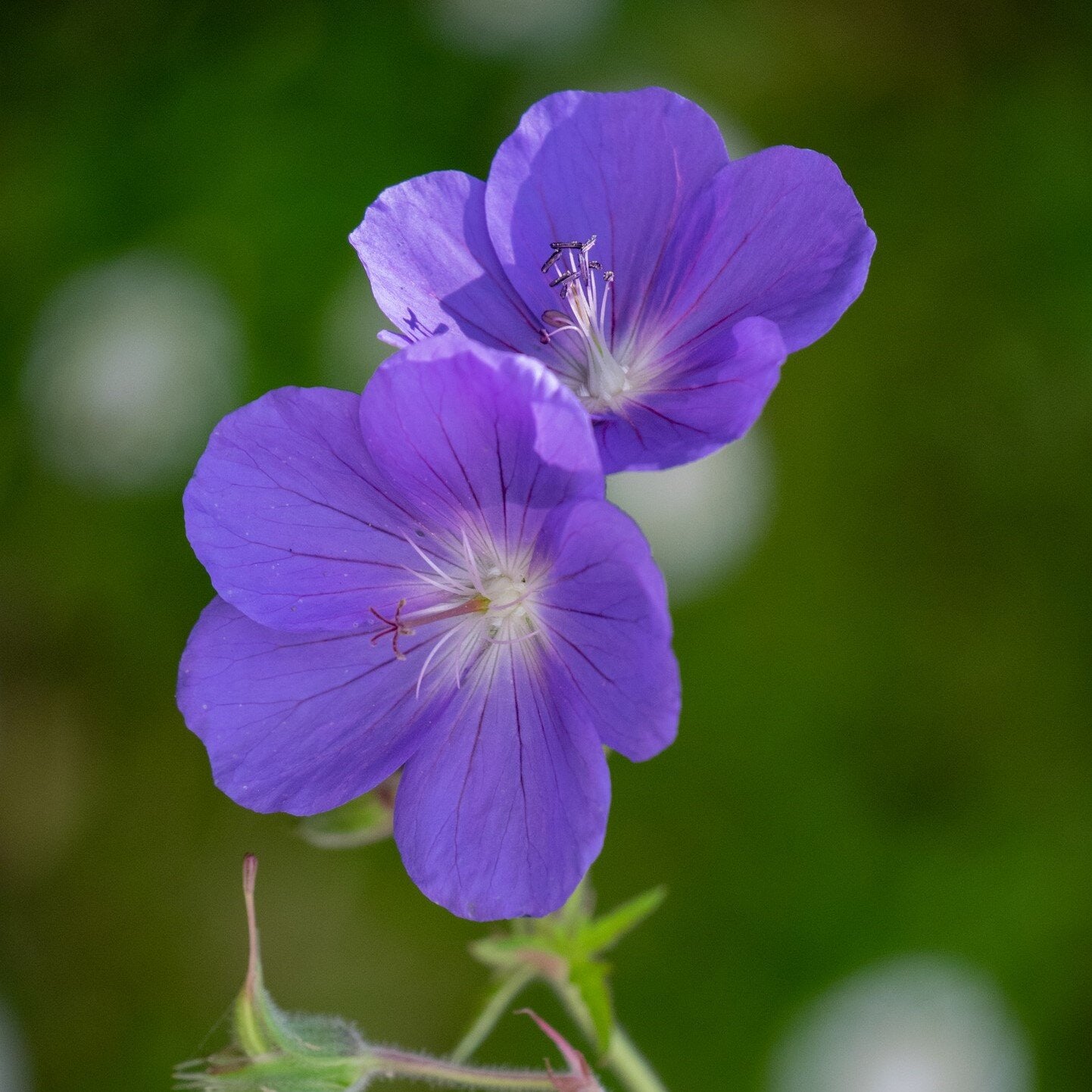 Geranium 'Johnson's Blue' - 2L Pot image 0