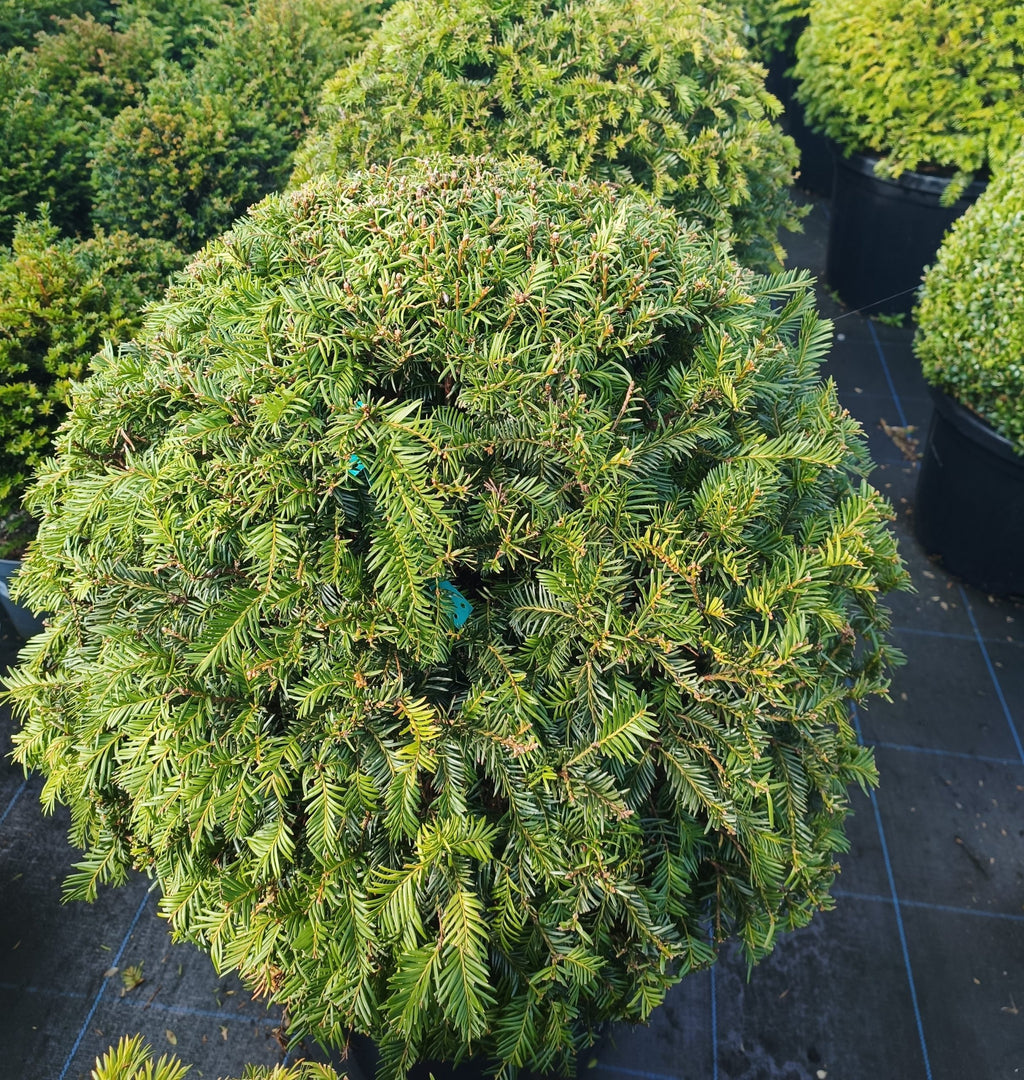 Taxus baccata (Yew) Ball image 4