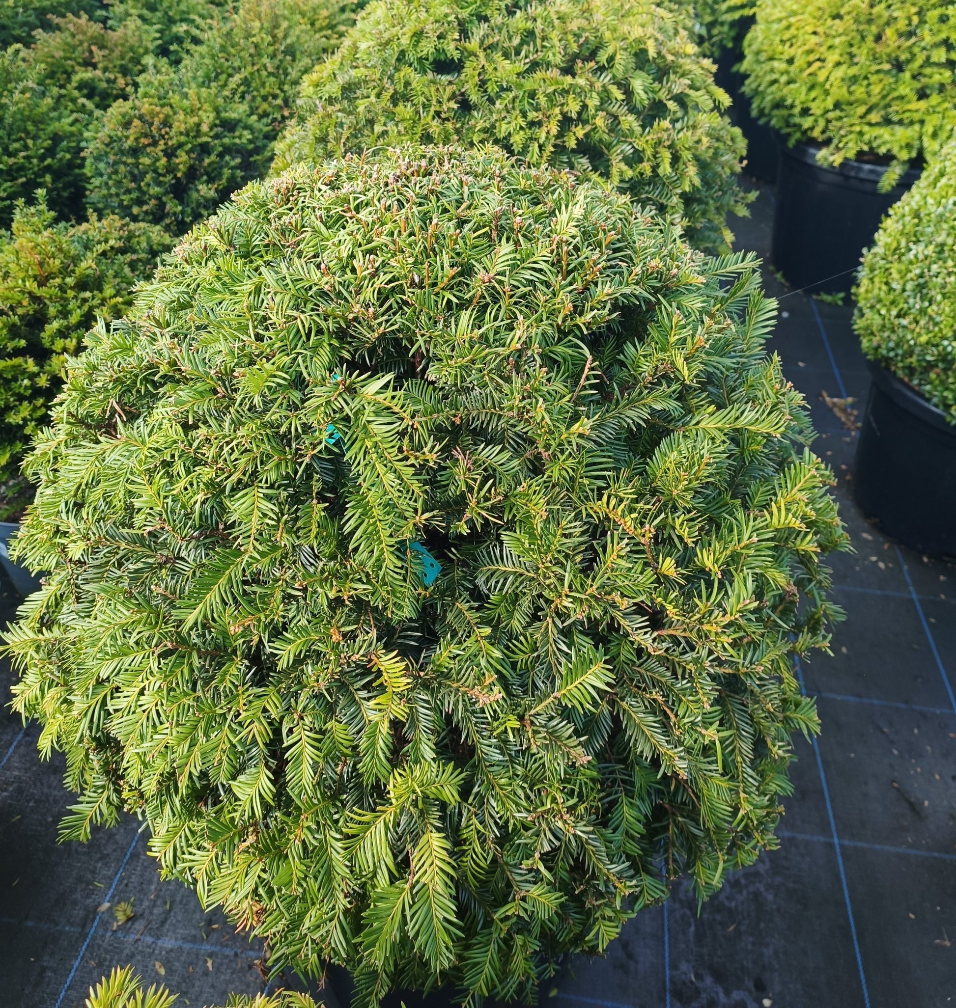 Taxus baccata (Yew) Ball image 4