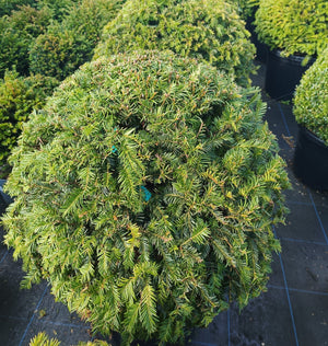 Taxus baccata (Yew) Ball image 4