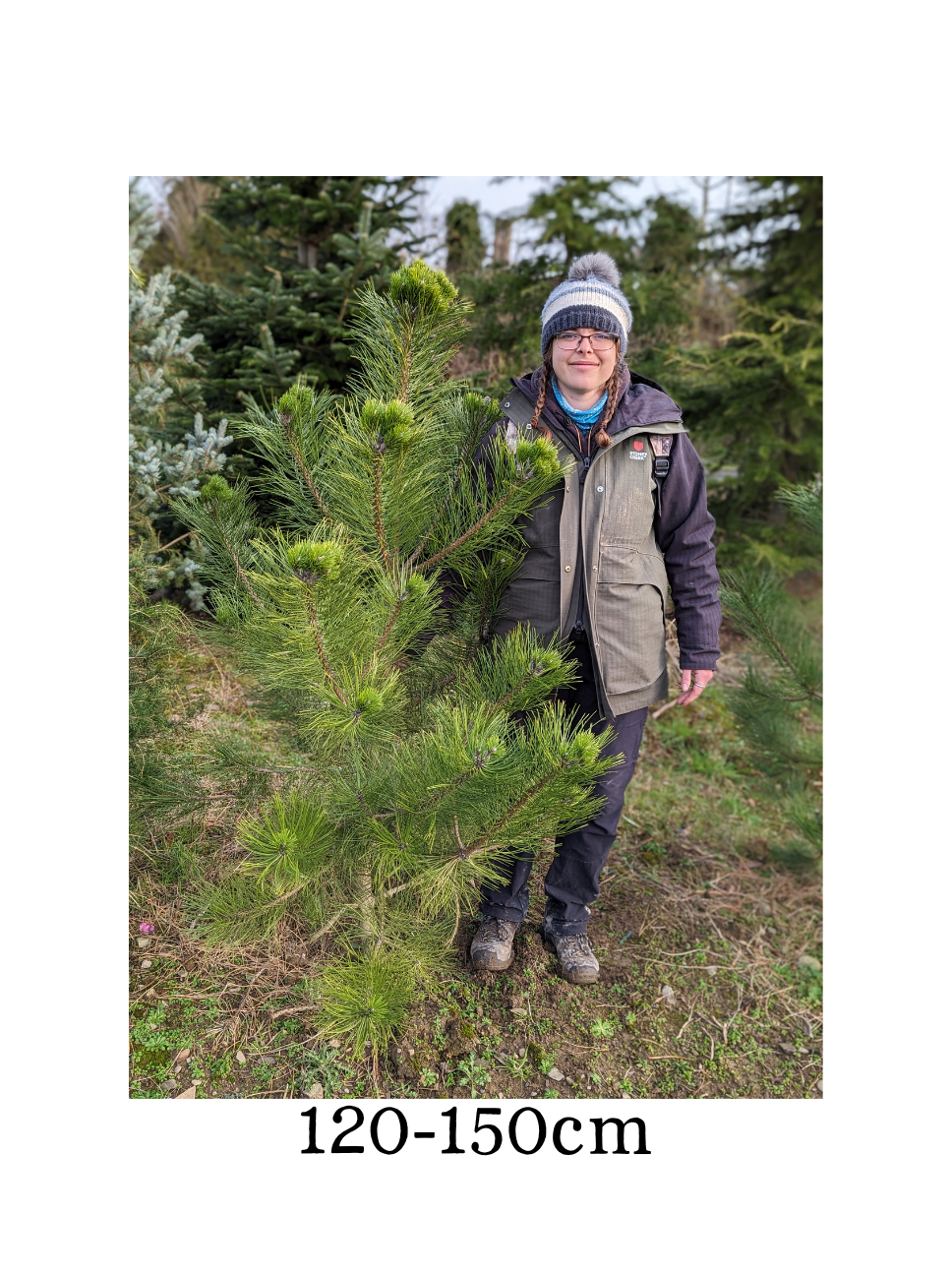 Pinus nigra (Black Pine) - RB -  Available Nov-March. image 1