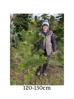 Pinus nigra (Black Pine) - RB -  Available Nov-March. image 1