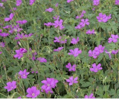 Geranium x oxon. 'Wargrave Pink' - 2L Pot image 0
