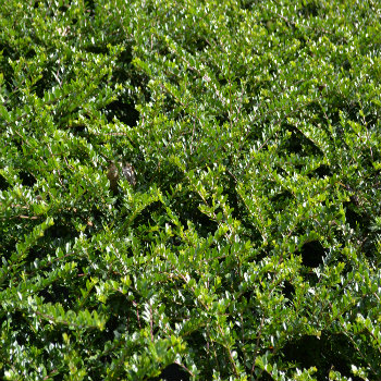 Lonicera nitida 'Maigrun'  - 2L Pot - 20cm+ image 0