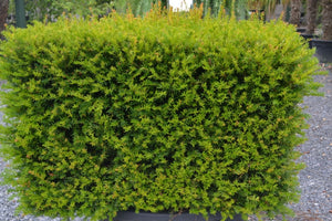 Taxus baccata (Yew)  - Cube Topiary image 0