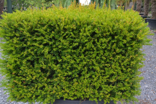 Taxus baccata Yew Cube Topiary | Derwen Garden
