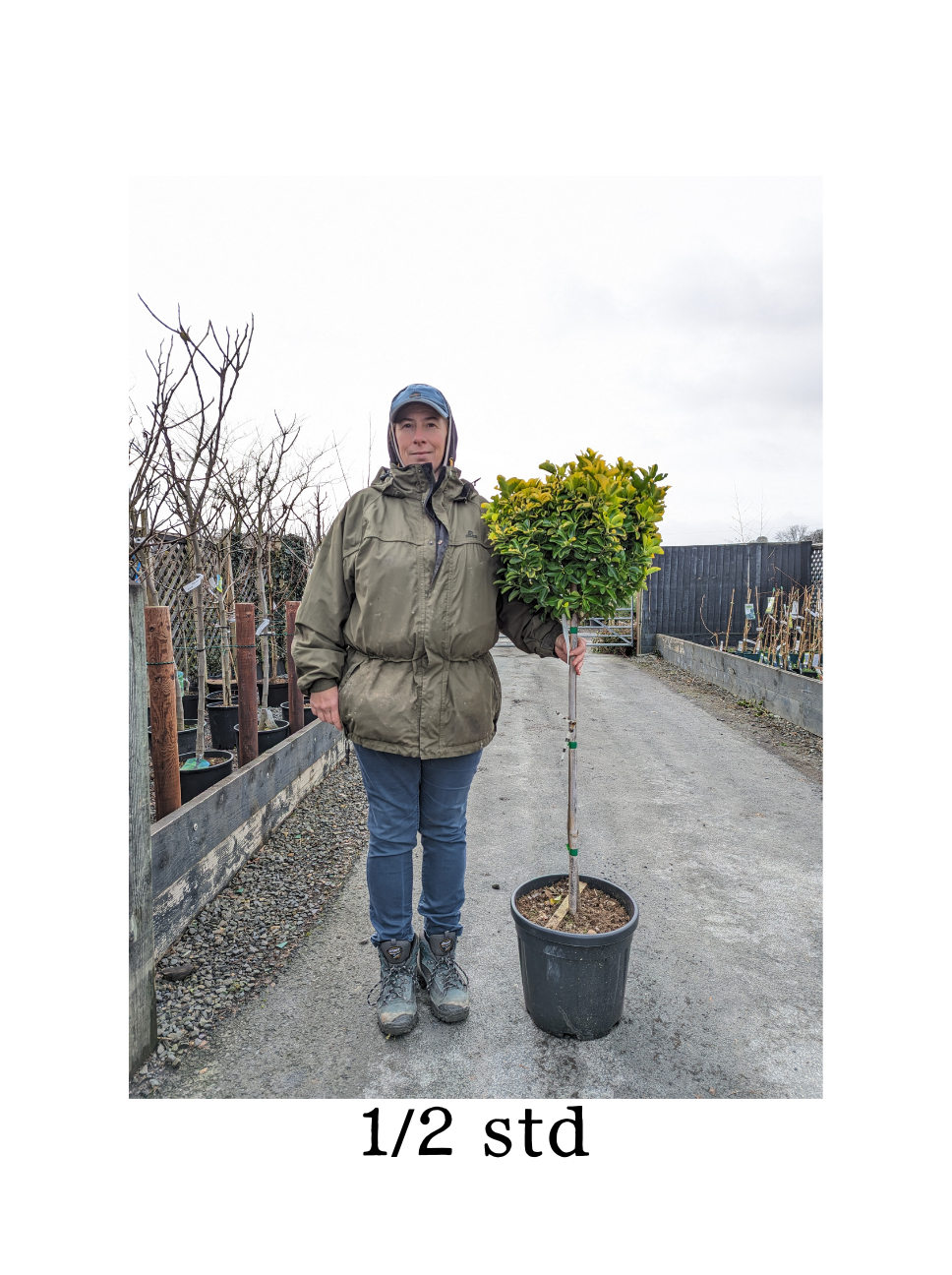 Euonymus japonicus 'Aureus' 1/2 std - 10L pot image 1
