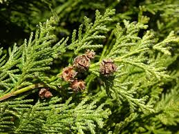 Chamaecyparis lawsoniana (Lawson Cypress) ? 40-60cm image 1