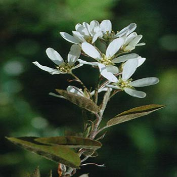 Amelanchier lamarckii (Snowy Mespilus) image 0