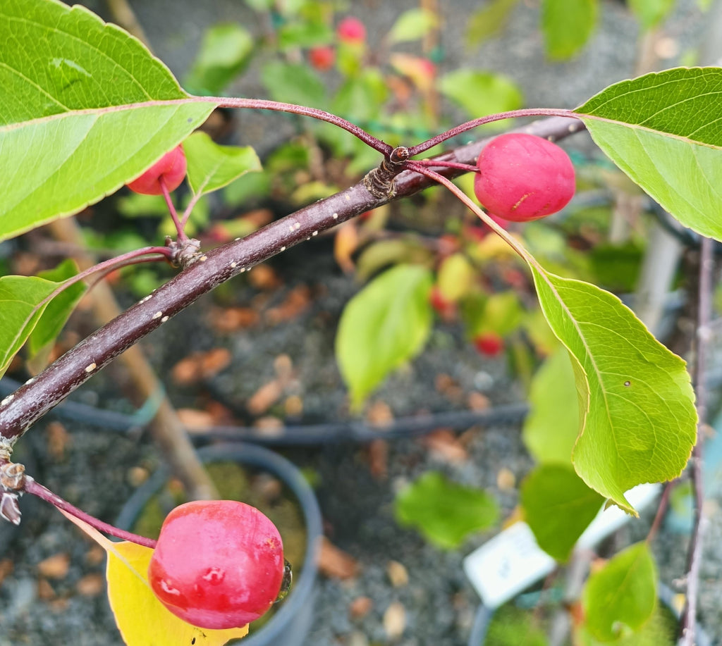 Malus 'Rudolph' 10L pot image 1