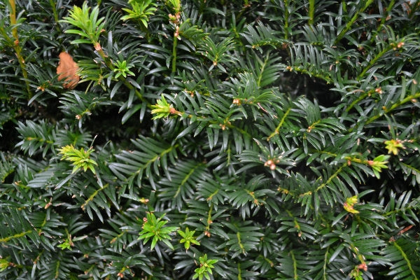 Taxus Baccata (Yew) Potted image 0