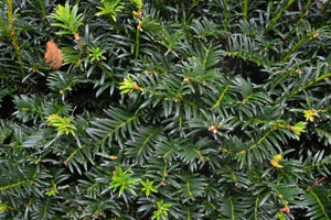 Taxus Baccata (Yew) Potted image 0