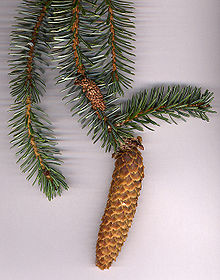 Picea sitchensis (Sitka Spruce) - Bareroot - 30-45cm image 0