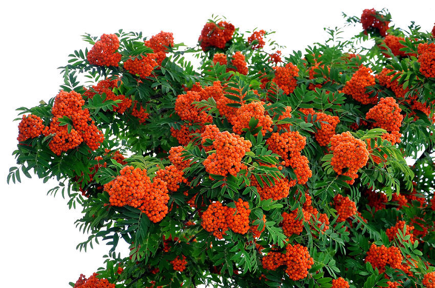 Sorbus aucuparia (Mountain Ash) - Rootballed image 1