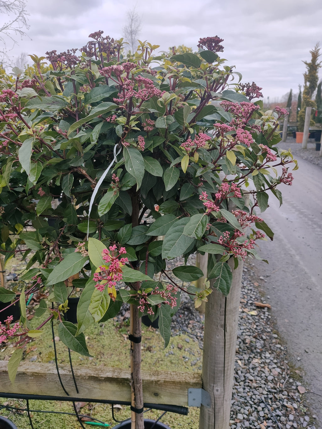 Viburnum tinus 1/2 std - 10L pot - 80-90cm clear stem image 0