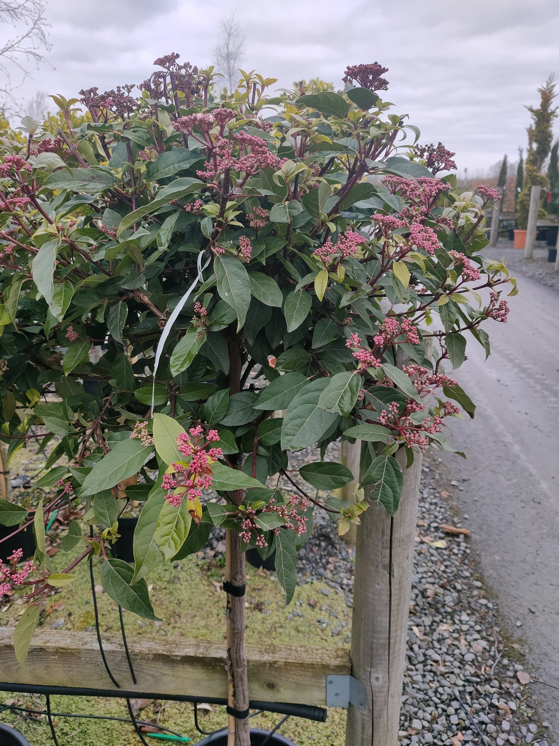Viburnum tinus 1/2 std - 10L pot - 80-90cm clear stem image 0