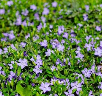 Vinca major - 2L Pot image 0