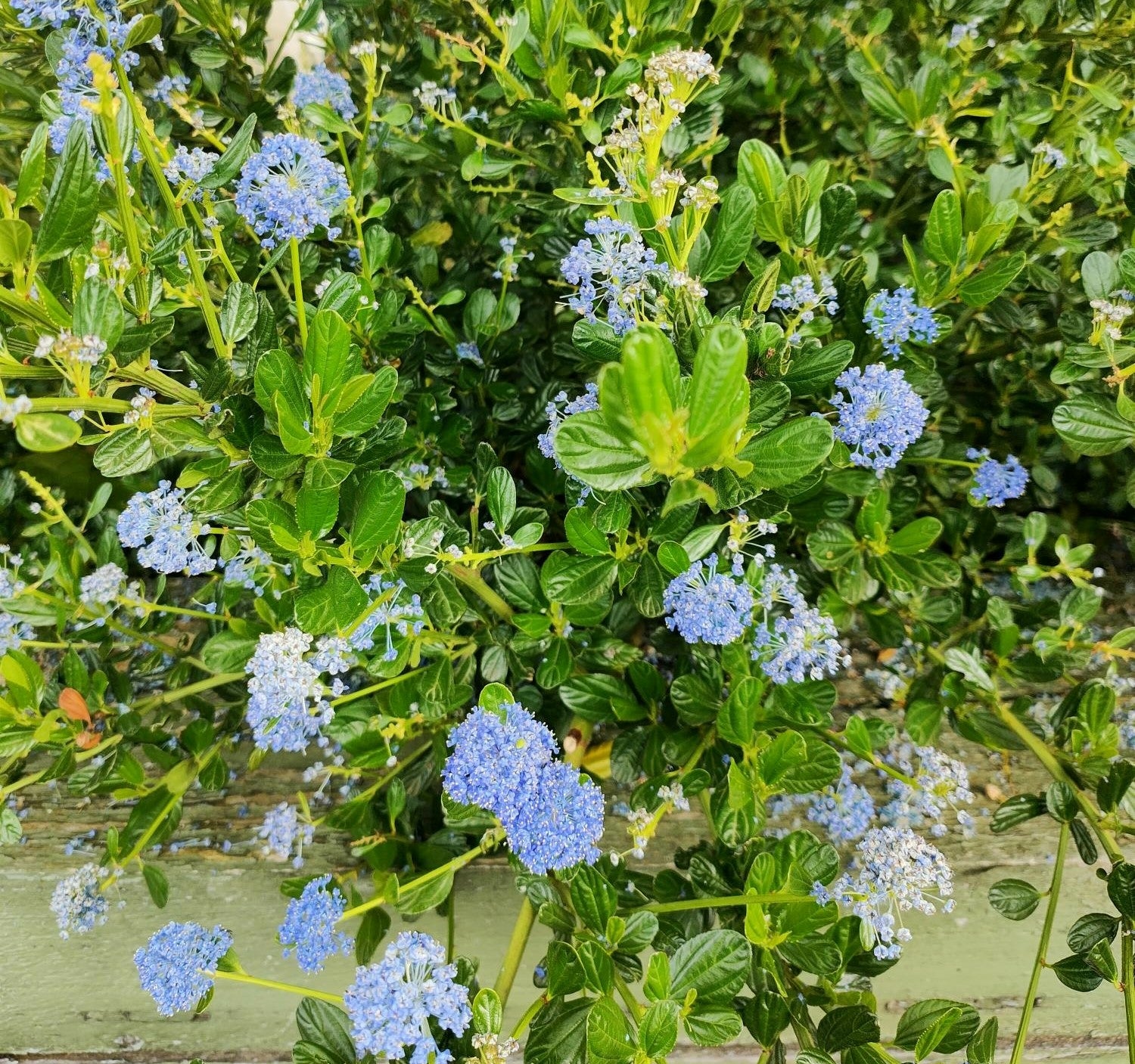 Ceanothus thyrsiflorus 'Repens' - 2L Pot image 0